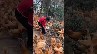 Open Range Chicken Farming viral chicken farming shortsvideo [upl. by Lattie]