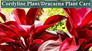 Good luck Plant Care and growing guide  Cordyline Plant [upl. by Enimassej]