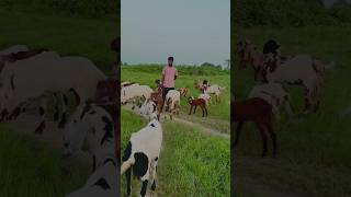 Mltahara Agro Goat Farm Yahan Per Sabhi Nasl ki Bakri available Hai ￼ Baliyapur Dhanbad ￼shorts [upl. by Weiman]