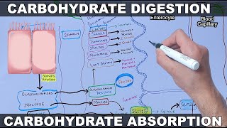 Digestion and Absorption of Carbohydrates [upl. by Yedoc221]