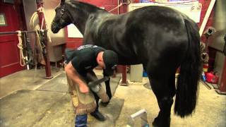 US Army farrier Charles Morrison shoes a horse [upl. by Kaplan]