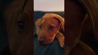 Adorable Ridgeback puppy resting peacefully 🐾❤️ ridgebackpuppy cute puppy dog ridgeback [upl. by Nekal685]