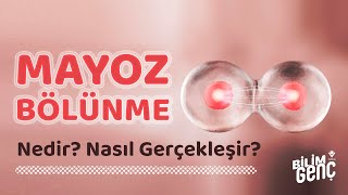 Mayoz Bölünme Nedir Nasıl Gerçekleşir [upl. by Ayote858]