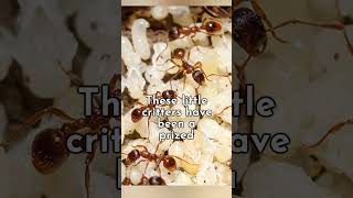 People Eating Ants Eggs Mexican Caviar food Escamole shorts [upl. by Trask]