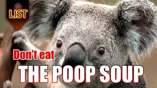 5 Reasons Why Koalas Are The Dumbest Animals [upl. by Turnbull]