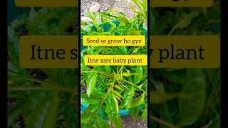 Tecoma plant 🌱seed se grow kiya 😋 plant houseplant [upl. by Dore]