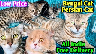 Bengal Cat Price in India Cat Market Kolkata Persian Cat Price in Kolkata [upl. by Atims]