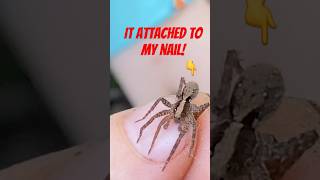 Venomous wolf spider wouldn’t let go spider spiders wolfspider arachnid arachnids [upl. by Llewoh640]