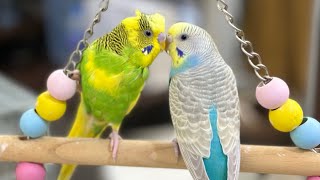 Budgie Beauty Routine The Art of Preening [upl. by Yokum]