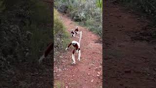 Jumping Lemurs Encounter a Guy and Demand Treats [upl. by Sewellyn]