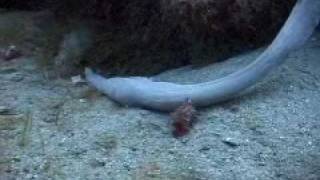 Unknown Sea Creature Filmed Off Florida Coast [upl. by Darelle]