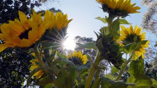 The Garden Gurus  Phototropism Plants [upl. by Gean420]