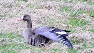 Russian Whitefronted Goose Marshside dawn 29321 [upl. by Kelleher]