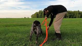 Deutsch Drahthaar puppy training  300 yards duck drag [upl. by Lardner568]