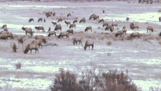 Top Elk Hunting Destination Elk Hunting Montana [upl. by Taimi]