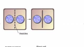 Cytokinesis in Plants and Animals [upl. by Nofpets]