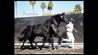 Offspring Koning DG Bordeaux x Jazz at the KWPNNA Keuring 2022 [upl. by Seigel719]