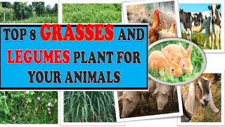 GRASSES AND LEGUMES PLANT FOR YOUR ANIMALS [upl. by Vokaay]