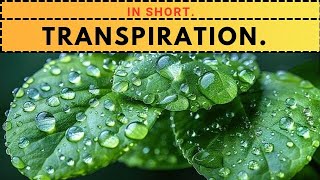 What Is Transpiration lifeprocess transpiration transportation [upl. by Wsan]