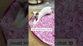 Jouet interactif pour nos chats [upl. by Ansley9]