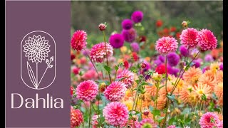 Ultimate Dahlia Care Guide Growing Tips Varieties and Stunning Blooms [upl. by Igor]