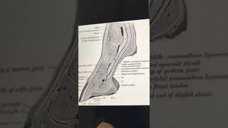 مفصل المعقم Fetlock joint [upl. by Aniraad]