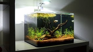 Trimming and Replanting Aquarium Stem Plants  Planted Betta Fish Tank Setup [upl. by Reinertson208]