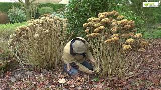 COMMENT TAILLER UN HORTENSIA ADULTE [upl. by Nnyllatsyrc]