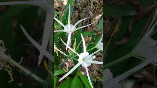 Beach spider lily  Hymenocallis littoralis plants shorts spiderlily [upl. by Schluter]