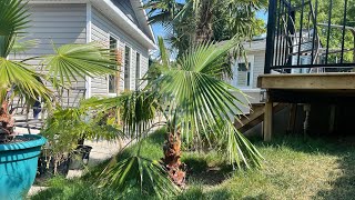 How to grow Washingtonia robusta part 24 almost 4 years update [upl. by Rosette]