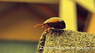 Leaf beetle Bankii [upl. by Rahmann]