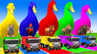 5 Giant Duck CartoonCowElephantTigerLionGorilla Paint Wild Animals Crossing Fountain Animation [upl. by Trow301]