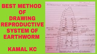 reproductive system of earthworm [upl. by Kahlil]