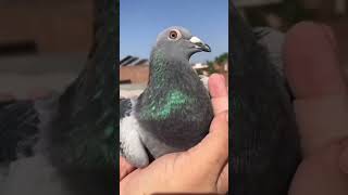 Crow blood line Racer pigeon  Utube viral short video  Cats Tv [upl. by Parris]