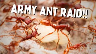 Army Ant Raid and other Insane Arizona Monsoon Finds [upl. by Joelynn]