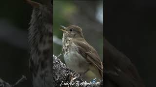 The Beautiful Song of the Hermit Thrush [upl. by Kirbee]