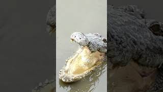 Memory of Crocodiles about hunter  Short documentary Watch Wildlife of Crocodile [upl. by Mou]