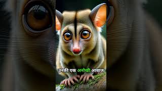 Bushbaby 2FactFiles in Hindi Hindi facts trending viral [upl. by Nilhsa]