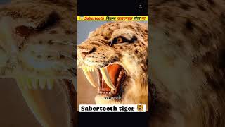 Sabertooth tiger 🐯 science sciencefacts ytshorts trending viralshort facts shortvideo [upl. by Assi]