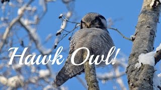 Haukugle  Northern Hawk Owl  Surnia ulula [upl. by Navi]