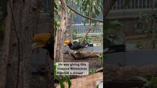 StLouis Zoo stl zoo stlouismo exotic exoticbird reptiles zoology rhinoceros hornbilltv [upl. by Dafodil449]