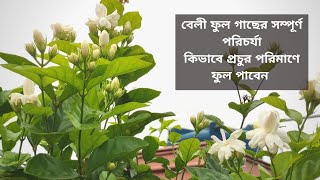 বেলি ফুল গাছের যত্ন  Beli flower plant care  How to grow Beli flower plant  Garden Tales [upl. by Beedon]