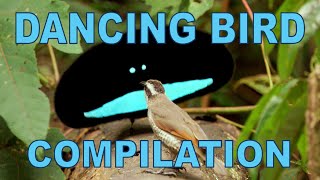 Weird amp Wonderful Dancing Birds Compilation Part 1 [upl. by Moises]