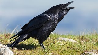 Large Billed Crow Sounds Compilation  Raven Bird Crow Call [upl. by Godfree]