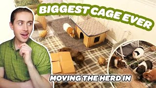 MOVING MY GUINEA PIG HERD INTO THEIR NEW CAGE 🐽  MASSIVE GUINEA PIG CAGE BUILD [upl. by Leo]