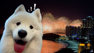 My dog watches the biggest fireworks show in Busan [upl. by Wong251]