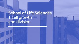 T cell growth and division audio described [upl. by Goode58]