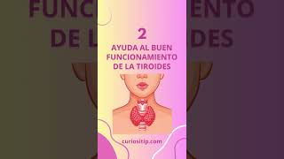 5 BENEFICIOS DE LOS CHAMPIÑONES U HONGOS PARA TU SALUD [upl. by Ecirted729]