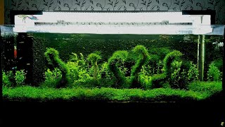 Необычный дизайн аквариума с использованием яванского мхаNot the usual aquarium design using javan [upl. by Kahle]