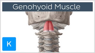 Geniohyoid Muscle  Origins amp Function  Human Anatomy  Kenhub [upl. by Mayer407]